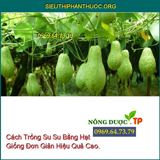 Cách Trồng Su Su Bằng Hạt Giống Đơn Giản Hiệu Quả Cao.