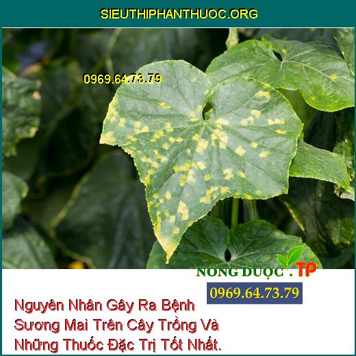 Nguyên Nhân Gây Ra Bệnh Sương Mai Trên Cây Trồng Và Những Thuốc Đặc Trị Tốt Nhất.