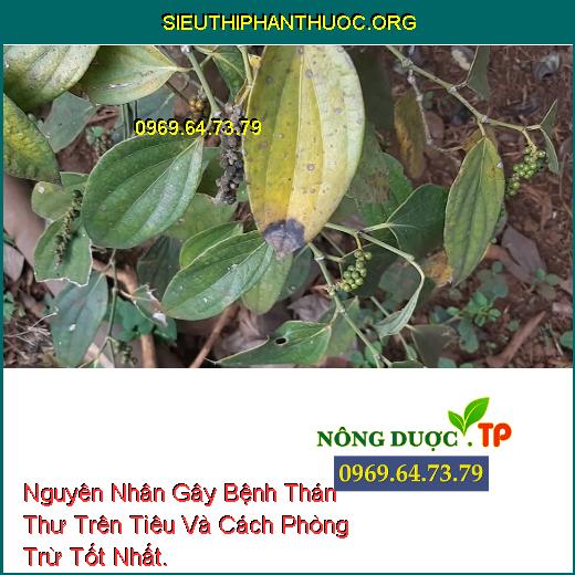 Nguyên Nhân Gây Bệnh Thán Thư Trên Tiêu Và Cách Phòng Trừ Tốt Nhất.