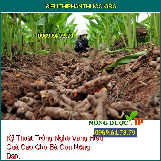 Kỹ Thuật Trồng Nghệ Vàng Hiệu Quả Cao Cho Bà Con Nông Dân.