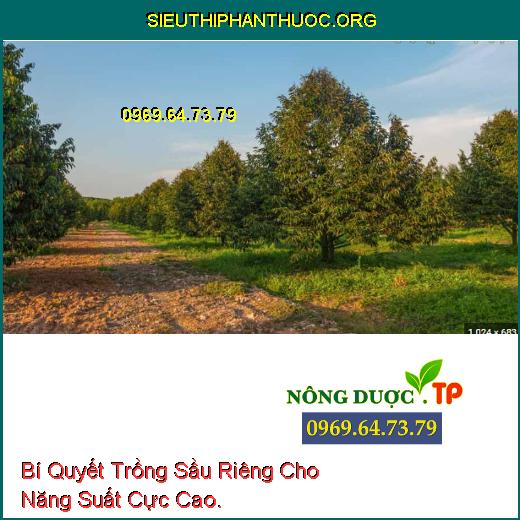 Bí Quyết Trồng Sầu Riêng Cho Năng Suất Cực Cao.