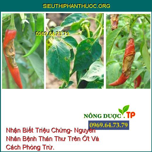 Nhận Biết Triệu Chứng- Nguyên Nhân Bệnh Thán Thư Trên Ớt Và Cách Phòng Trừ.