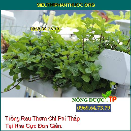 Trồng Rau Thơm Chi Phí Thấp Tại Nhà Cực Đơn Giản.