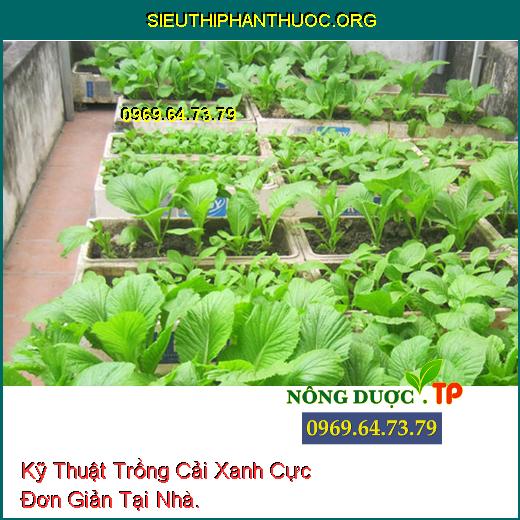 Kỹ Thuật Trồng Cải Xanh Cực Đơn Giản Tại Nhà.