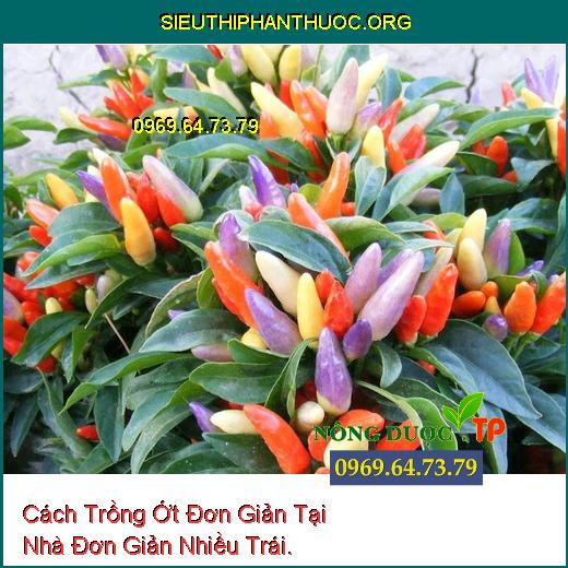 Cách Trồng Ớt Đơn Giản Tại Nhà Đơn Giản Nhiều Trái.