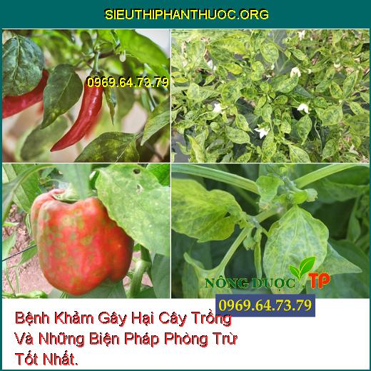 Bệnh Khảm Gây Hại Cây Trồng Và Những Biện Pháp Phòng Trừ Tốt Nhất.