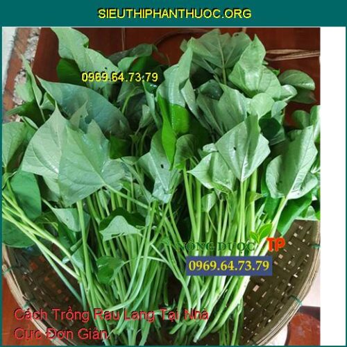 Cách Trồng Rau Lang Tại Nhà Cực Đơn Giản. - SIÊU THỊ PHÂN THUỐC