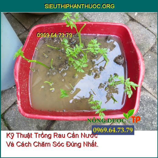 Kỹ Thuật Trồng Rau Cần Nước Và Cách Chăm Sóc Đúng Nhất.