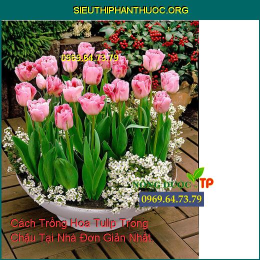 Cách Trồng Hoa Tulip Trong Chậu Tại Nhà Đơn Giản Nhất.