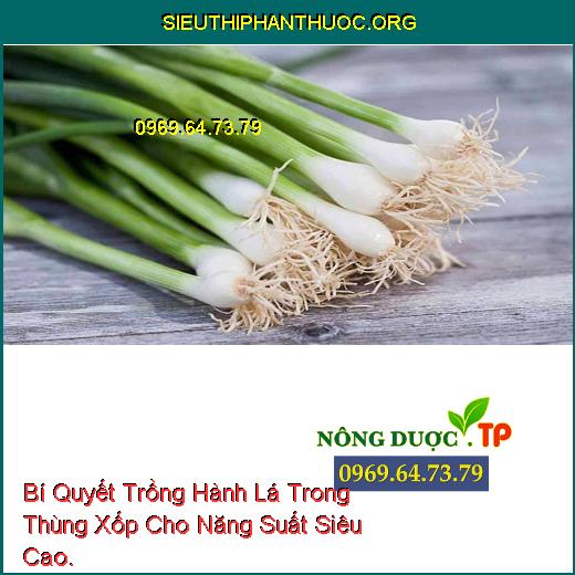 Bí Quyết Trồng Hành Lá Trong Thùng Xốp Cho Năng Suất Siêu Cao.