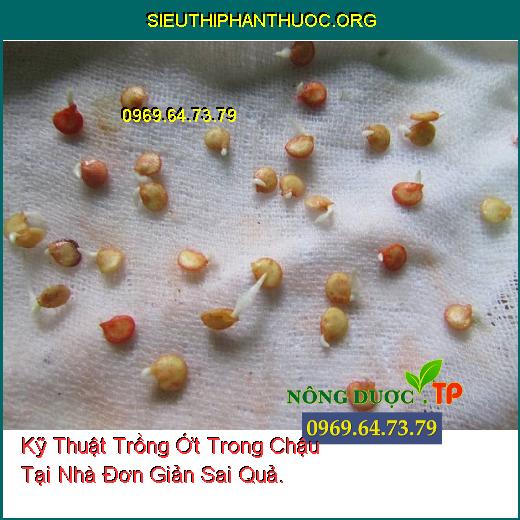 Kỹ Thuật Trồng Ớt Trong Chậu Tại Nhà Đơn Giản Sai Quả.