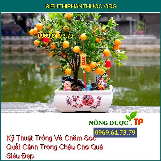 Kỹ Thuật Trồng Và Chăm Sóc Quất Cảnh Trong Chậu Cho Quả Siêu Đẹp.