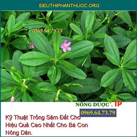 Kỹ Thuật Trồng Sâm Đất Cho Hiệu Quả Cao Nhất Cho Bà Con Nông Dân.