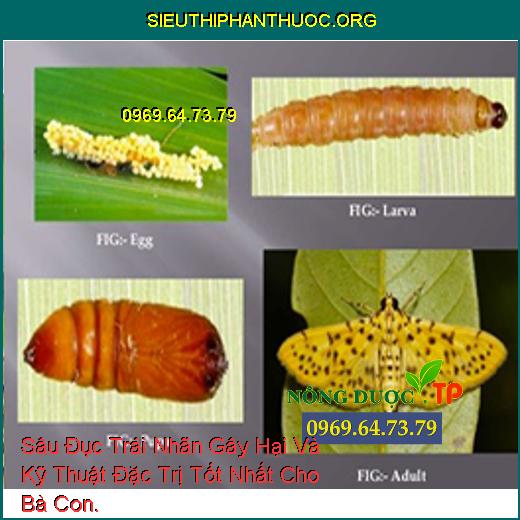 Sâu Đục Trái Nhãn Gây Hại Và Kỹ Thuật Đặc Trị Tốt Nhất Cho Bà Con.