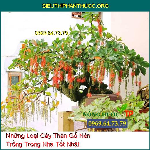 Những Loại Cây Thân Gỗ Nên Trồng Trong Nhà Tốt Nhất