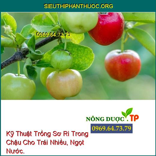 Kỹ Thuật Trồng Sơ Ri Trong Chậu Cho Trái Nhiều, Ngọt Nước.