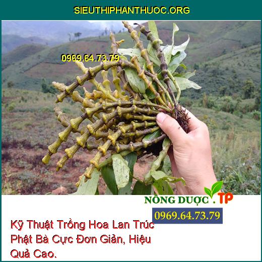 Kỹ Thuật Trồng Hoa Lan Trúc Phật Bà Cực Đơn Giản, Hiệu Quả Cao.