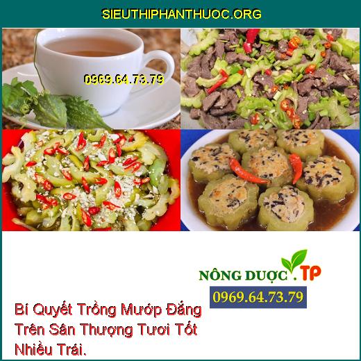 Bí Quyết Trồng Mướp Đắng Trên Sân Thượng Tươi Tốt Nhiều Trái.