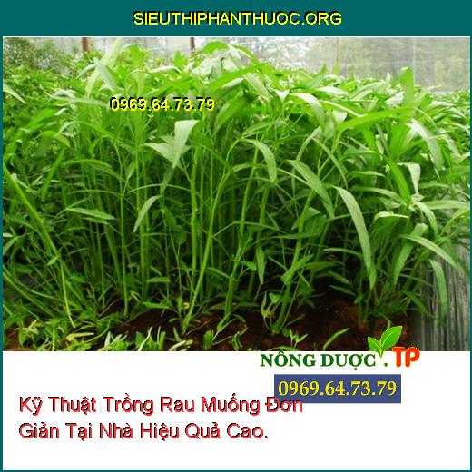 Kỹ Thuật Trồng Rau Muống Đơn Giản Tại Nhà Hiệu Quả Cao.