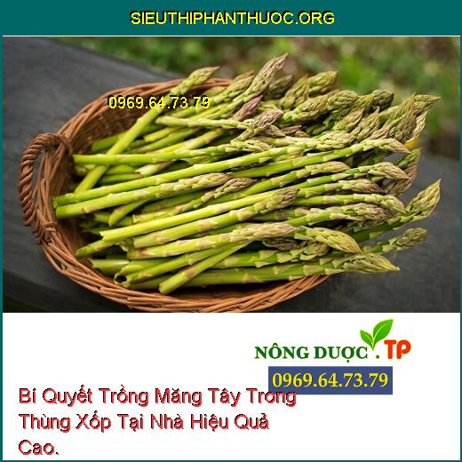 Bí Quyết Trồng Măng Tây Trong Thùng Xốp Tại Nhà Hiệu Quả Cao.