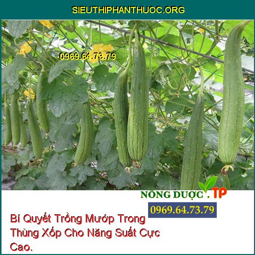 Bí Quyết Trồng Mướp Trong Thùng Xốp Cho Năng Suất Cực Cao.