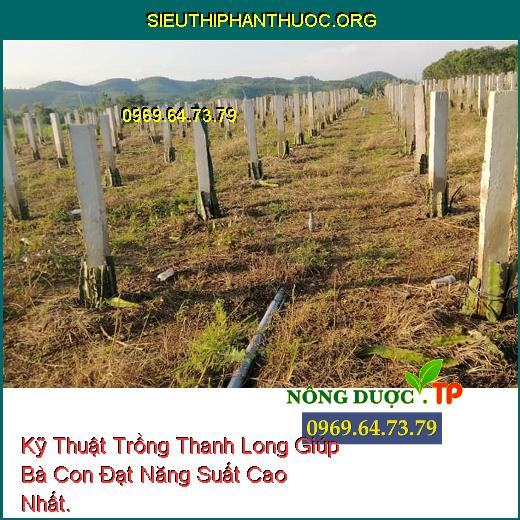 Kỹ Thuật Trồng Thanh Long Giúp Bà Con Đạt Năng Suất Cao Nhất.