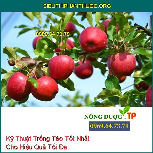 Kỹ Thuật Trồng Táo Tốt Nhất Cho Hiệu Quả Tối Đa.