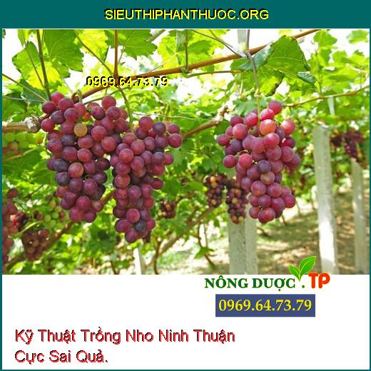 Kỹ Thuật Trồng Nho Ninh Thuận Cực Sai Quả.