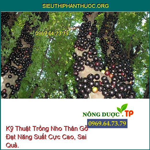 Kỹ Thuật Trồng Nho Thân Gỗ Đạt Năng Suất Cực Cao, Sai Quả.