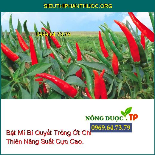 Bật Mí Bí Quyết Trồng Ớt Chỉ Thiên Năng Suất Cực Cao.