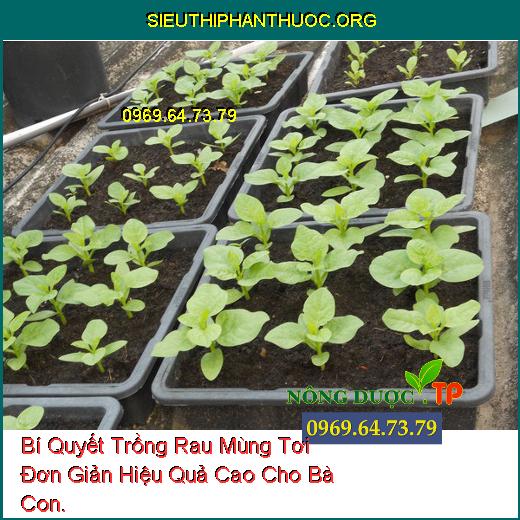 Bí Quyết Trồng Rau Mùng Tơi Đơn Giản Hiệu Quả Cao Cho Bà Con.