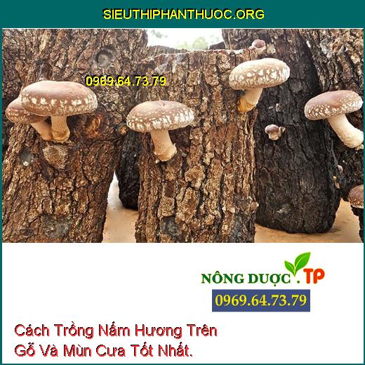 Cách Trồng Nấm Hương Trên Gỗ Và Mùn Cưa Tốt Nhất.