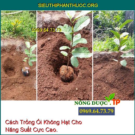 Cách Trồng Ổi Không Hạt Cho Năng Suất Cực Cao.