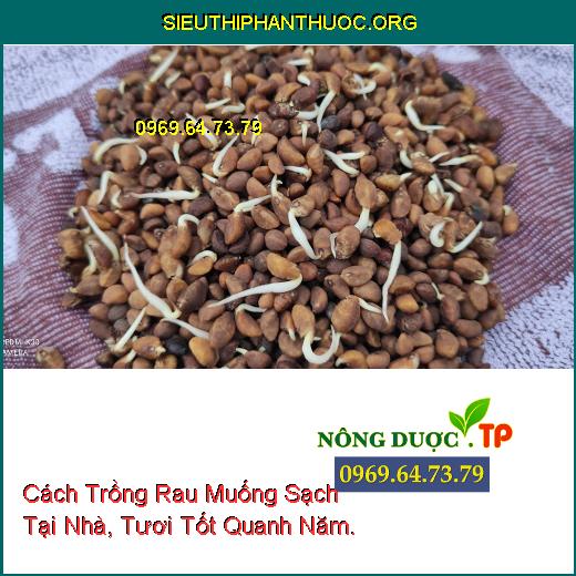 Cách Trồng Rau Muống Sạch Tại Nhà, Tươi Tốt Quanh Năm.