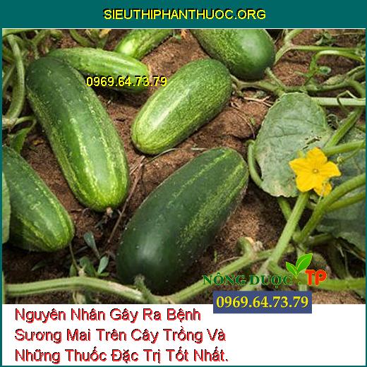 Nguyên Nhân Gây Ra Bệnh Sương Mai Trên Cây Trồng Và Những Thuốc Đặc Trị Tốt Nhất.