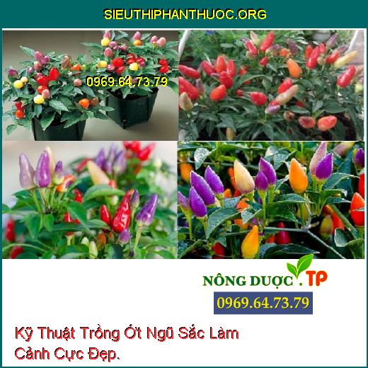 Kỹ Thuật Trồng Ớt Ngũ Sắc Làm Cảnh Cực Đẹp.