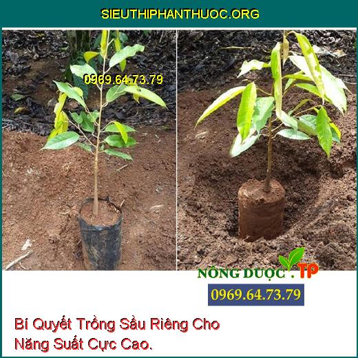 Bí Quyết Trồng Sầu Riêng Cho Năng Suất Cực Cao.