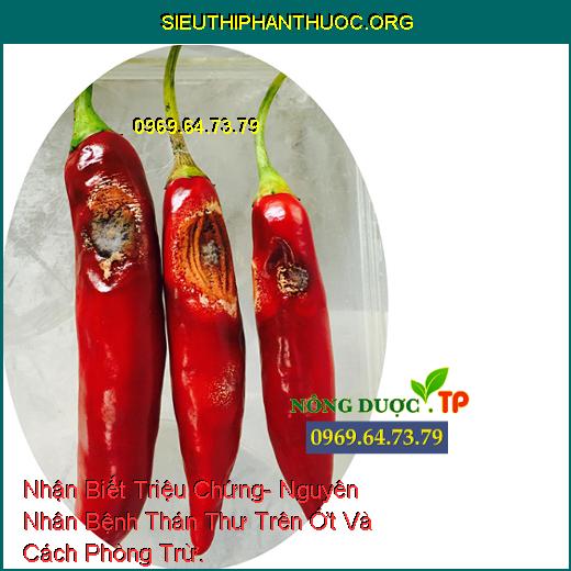 Nhận Biết Triệu Chứng- Nguyên Nhân Bệnh Thán Thư Trên Ớt Và Cách Phòng Trừ.