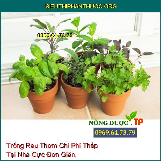 Trồng Rau Thơm Chi Phí Thấp Tại Nhà Cực Đơn Giản.