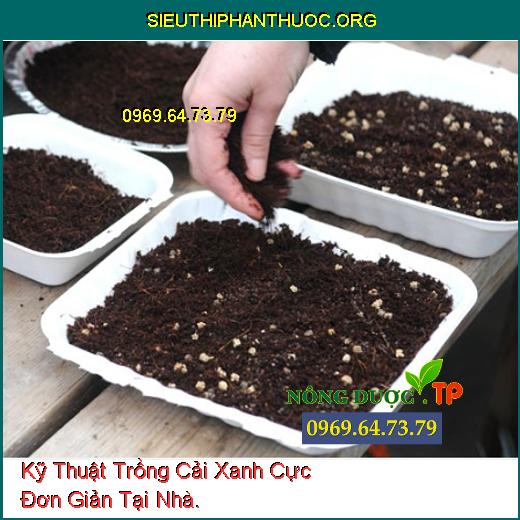 Kỹ Thuật Trồng Cải Xanh Cực Đơn Giản Tại Nhà.