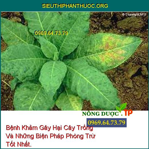 Bệnh Khảm Gây Hại Cây Trồng Và Những Biện Pháp Phòng Trừ Tốt Nhất.