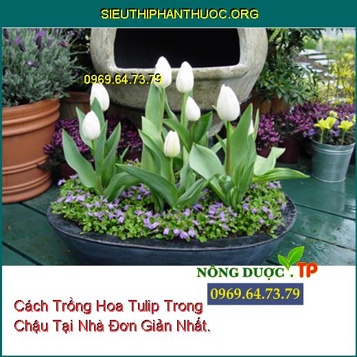 Cách Trồng Hoa Tulip Trong Chậu Tại Nhà Đơn Giản Nhất.