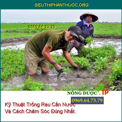 Kỹ Thuật Trồng Rau Cần Nước Và Cách Chăm Sóc Đúng Nhất.