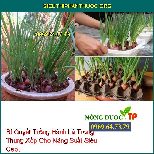 Bí Quyết Trồng Hành Lá Trong Thùng Xốp Cho Năng Suất Siêu Cao.