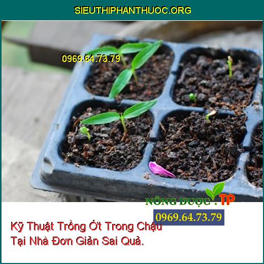 Kỹ Thuật Trồng Ớt Trong Chậu Tại Nhà Đơn Giản Sai Quả.