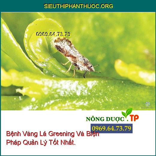 Bệnh Vàng Lá Greening Và Biện Pháp Quản Lý Tốt Nhất.