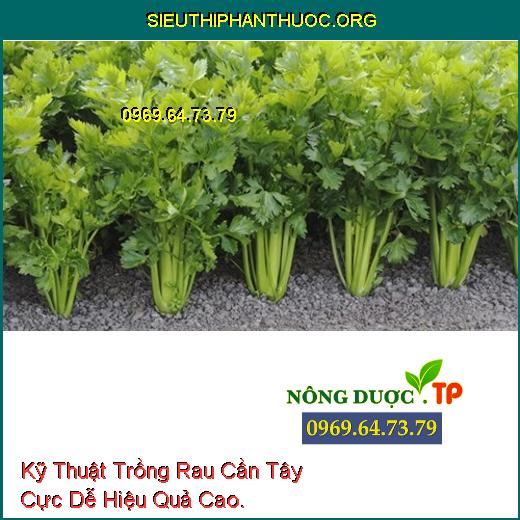 Kỹ Thuật Trồng Rau Cần Tây Cực Dễ Hiệu Quả Cao.