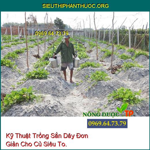 Kỹ Thuật Trồng Sắn Dây Đơn Giản Cho Củ Siêu To.