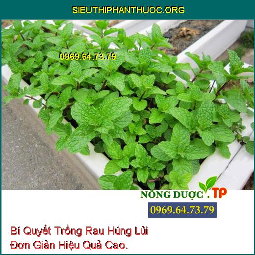 Bí Quyết Trồng Rau Húng Lủi Đơn Giản Hiệu Quả Cao.