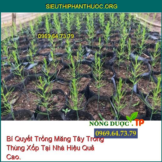 Bí Quyết Trồng Măng Tây Trong Thùng Xốp Tại Nhà Hiệu Quả Cao.